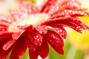 Amazing Red Flower8499710156 300x200 - Amazing Red Flower - Vail, flower, Amazing